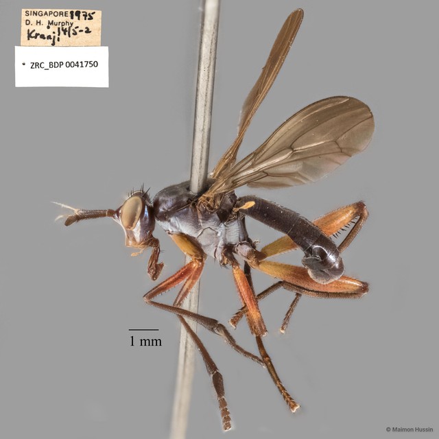 Sepedon plumbella
