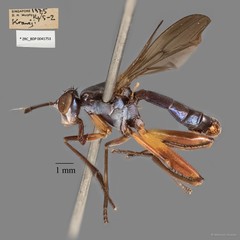 Sepedon plumbella • © Maimon Hussin • All Rights Reserved