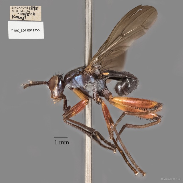 Sepedon plumbella
