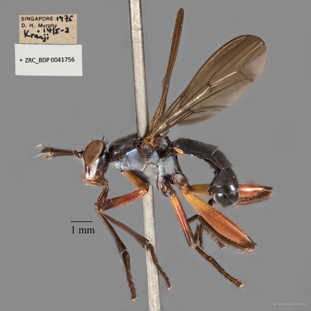 Sepedon plumbella