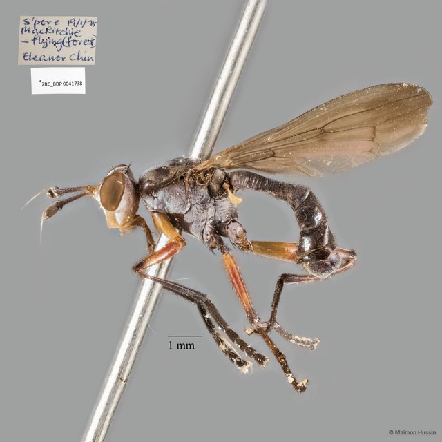 Sepedon senex