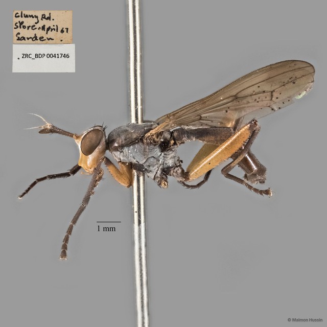 Sepedon senex