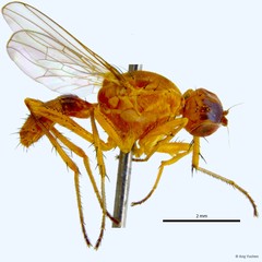 Allosepsis testacea • © Ang Yuchen • All Rights Reserved