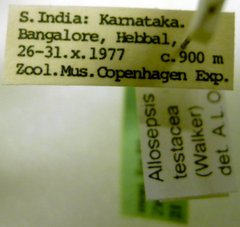 Allosepsis testacea • All Rights Reserved Museum Label