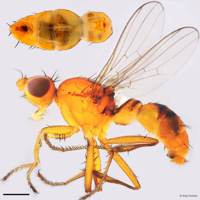Australosepsis frontalis • © Ang Yuchen • All Rights Reserved