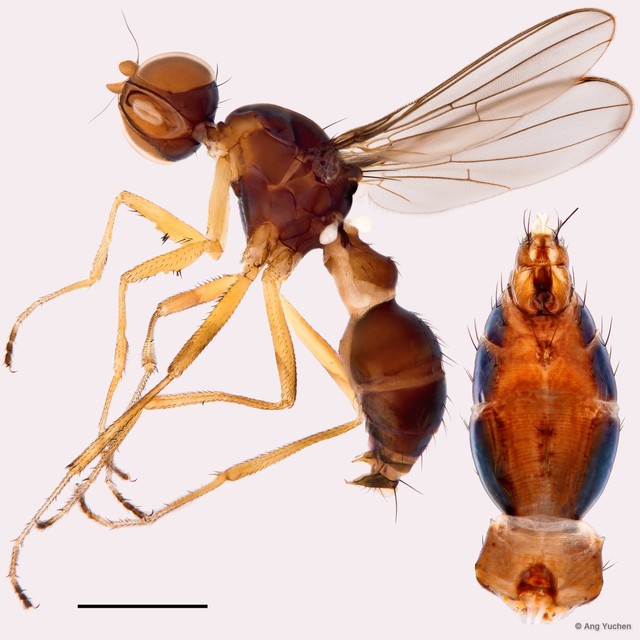 Dicranosepsis sp. "revocans" • © Ang Yuchen • All Rights Reserved