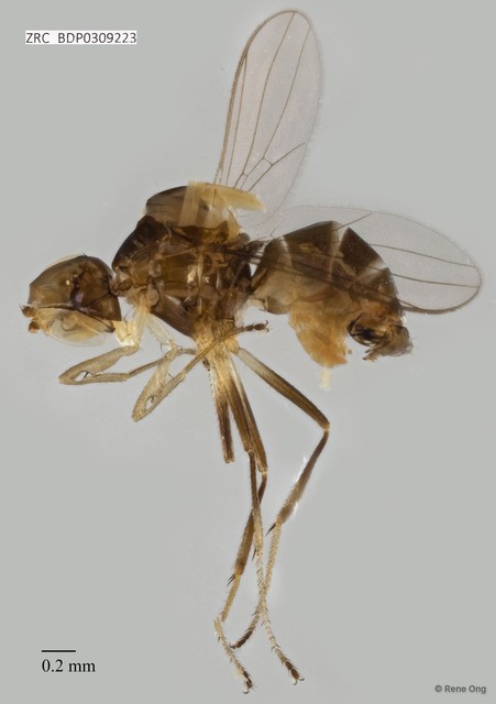 Dicranosepsis sp. "ZRCBDP0309223" • © Rene Ong • All Rights Reserved