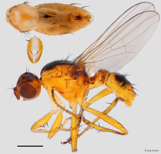 Sepsis coprophila • © Ang Yuchen • All Rights Reserved