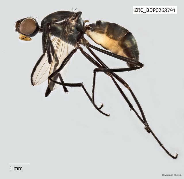 Toxopoda sp. "ZRCBDP0268791" • © Maimon Hussin • All Rights Reserved