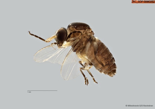 Simuliidae sp. "ZRCBDP0090352" • © Miteshravin S/O Ravindran • All Rights Reserved