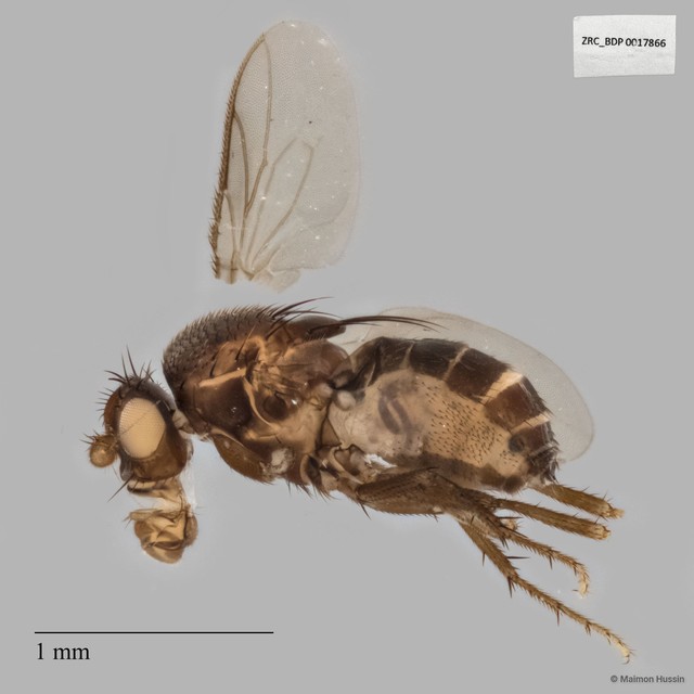 Sphaeroceridae sp. "ISC0003628" • © Maimon Hussin • All Rights Reserved