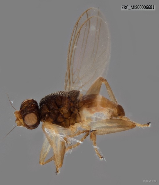 Sphaeroceridae sp. "ZRC_MIS00006681" • © Rene Ong • All Rights Reserved