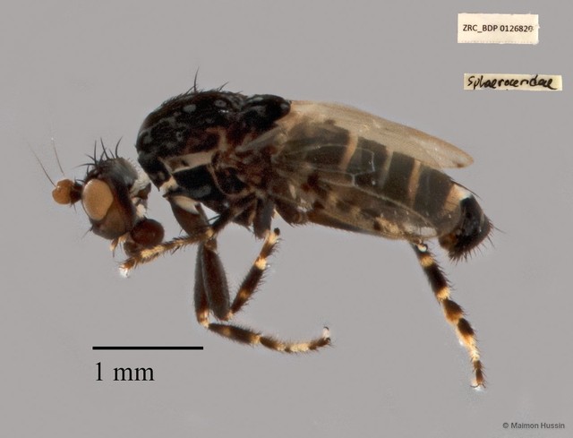 Sphaeroceridae sp. "ZRCBDP00126820" • © Maimon Hussin • All Rights Reserved