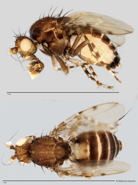 Limosininae sp. "ZRCBDP0019775" • © Maimon Hussin • All Rights Reserved