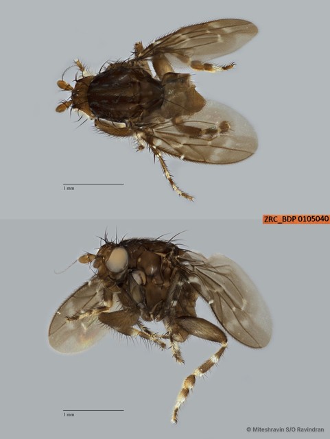 Sphaeroceridae sp. "ZRCBDP0019868" • © Miteshravin S/O Ravindran • All Rights Reserved