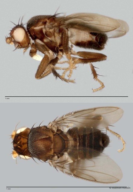 Limosininae sp. "ZRCBDP0019890" • © Maimon Hussin • All Rights Reserved