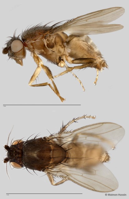 Limosininae sp. "ZRCBDP0021604" • © Maimon Hussin • All Rights Reserved