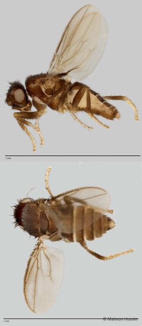 Limosininae sp. "ZRCBDP0021690" • © Maimon Hussin • All Rights Reserved