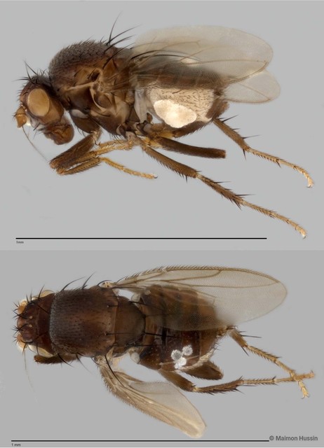 Limosininae sp. "ZRCBDP0021747" • © Maimon Hussin • All Rights Reserved