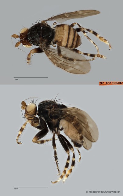 Sphaeroceridae sp. "ZRCBDP0025131" • © Miteshravin S/O Ravindran • All Rights Reserved