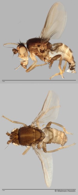 Limosininae sp. "ZRCBDP0025193" • © Maimon Hussin • All Rights Reserved