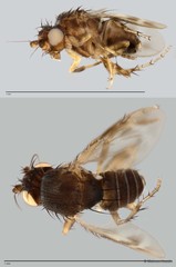 Limosininae sp. "ZRCBDP0025249"