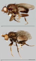 Limosininae sp. "ZRCBDP0025300"