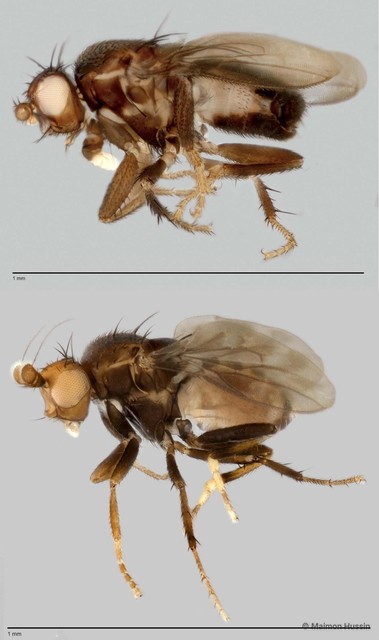Limosininae sp. "ZRCBDP0025300" • © Maimon Hussin • All Rights Reserved