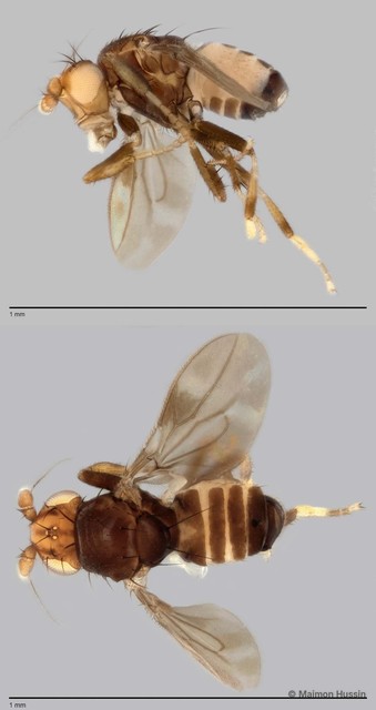Limosininae sp. "ZRCBDP0025418" • © Maimon Hussin • All Rights Reserved
