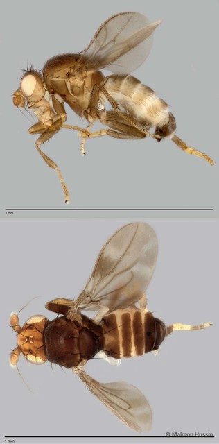 Limosininae sp. "ZRCBDP0025421" • © Maimon Hussin • All Rights Reserved