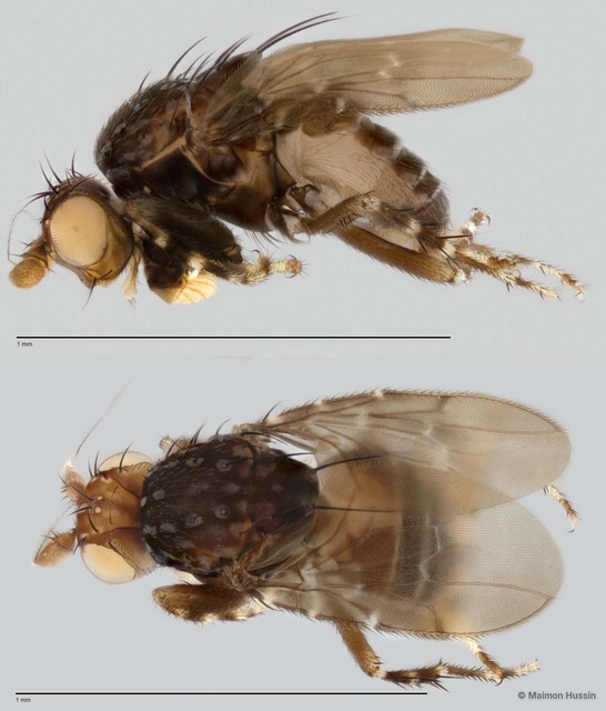 Limosininae sp. "ZRCBDP0025428" • © Maimon Hussin • All Rights Reserved