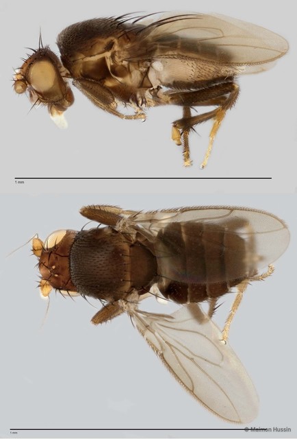 Limosininae sp. "ZRCBDP0025489" • © Maimon Hussin • All Rights Reserved