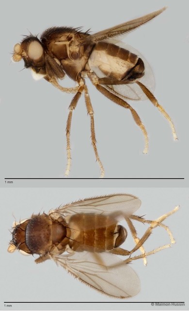 Limosininae sp. "ZRCBDP0025492" • © Maimon Hussin • All Rights Reserved