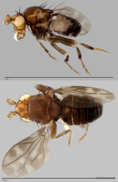 Limosininae sp. "ZRCBDP0025493" • © Maimon Hussin • All Rights Reserved