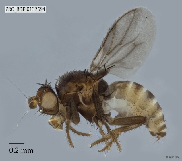 Sphaeroceridae sp. "ZRCBDP0031804" • © Rene Ong • All Rights Reserved