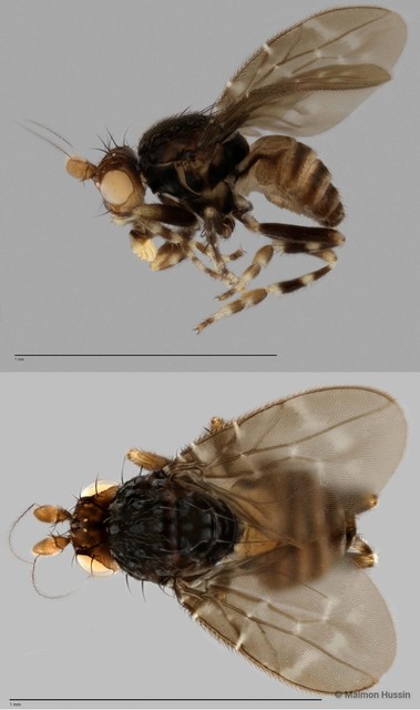 Limosininae sp. "ZRCBDP0054322" • © Maimon Hussin • All Rights Reserved