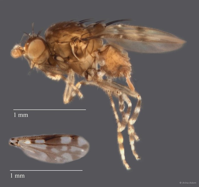 Sphaeroceridae sp. "ZRCBDP0063694" • © Arina Adom • All Rights Reserved