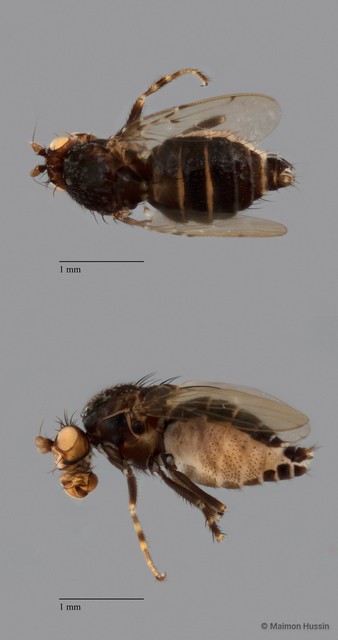 Sphaeroceridae sp. "ZRCBDP0079930" • © Maimon Hussin • All Rights Reserved