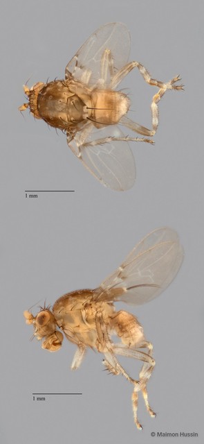 Sphaeroceridae sp. "ZRCBDP0081072" • © Maimon Hussin • All Rights Reserved