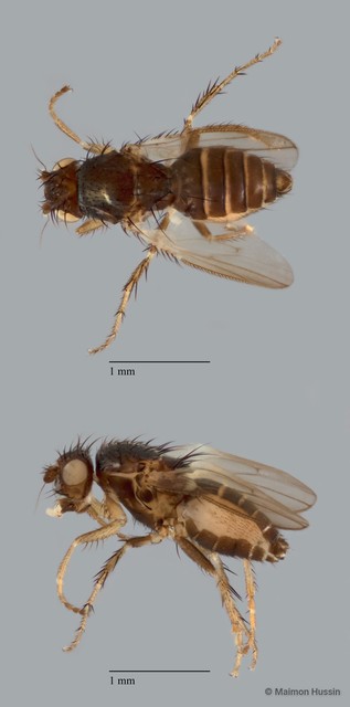 Sphaeroceridae sp. "ZRCBDP0089729" • © Maimon Hussin • All Rights Reserved