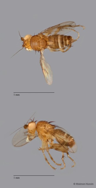 Sphaeroceridae sp. "ZRCBDP0089761" • © Maimon Hussin • All Rights Reserved