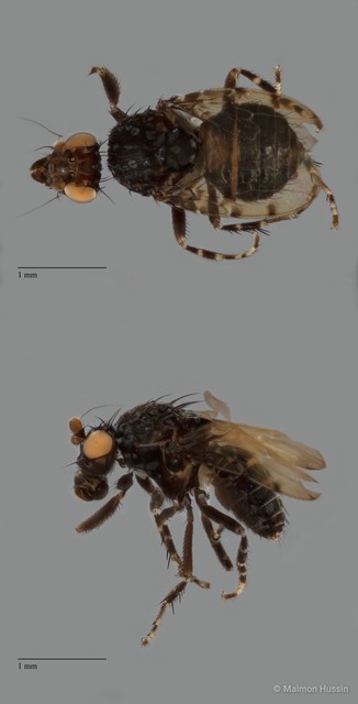 Sphaeroceridae sp. "ZRCBDP0089866" • © Maimon Hussin • All Rights Reserved