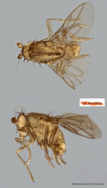 Sphaeroceridae sp. "ZRCBDP0090084" • © Miteshravin S/O Ravindran • All Rights Reserved
