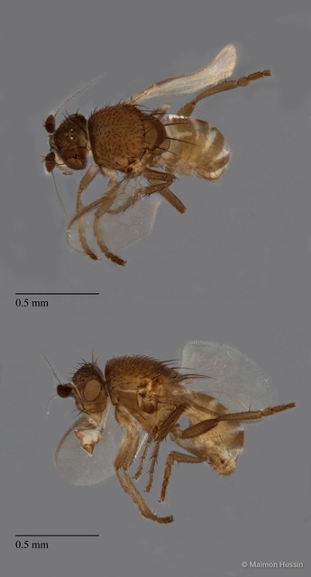 Sphaeroceridae sp. "ZRCBDP0090170" • © Maimon Hussin • All Rights Reserved