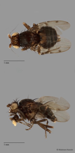 Sphaeroceridae sp. "ZRCBDP0090228" • © Maimon Hussin • All Rights Reserved