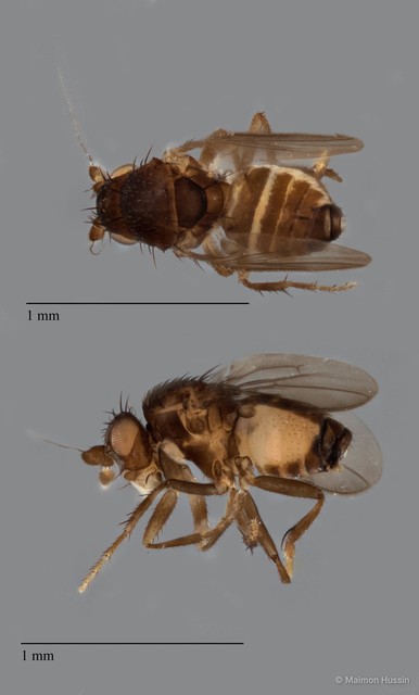 Sphaeroceridae sp. "ZRCBDP0090232" • © Maimon Hussin • All Rights Reserved