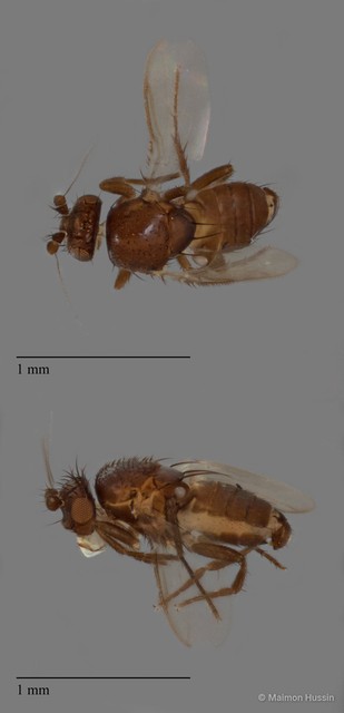 Sphaeroceridae sp. "ZRCBDP0090267" • © Maimon Hussin • All Rights Reserved