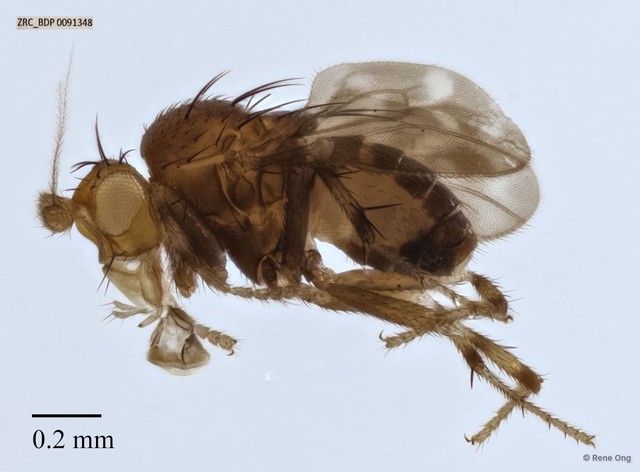 Sphaeroceridae sp. "ZRCBDP0091348" • © Rene Ong • All Rights Reserved