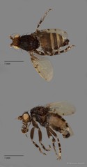 Sphaeroceridae sp. "ZRCBDP0091472"