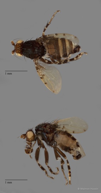 Sphaeroceridae sp. "ZRCBDP0091472" • © Maimon Hussin • All Rights Reserved